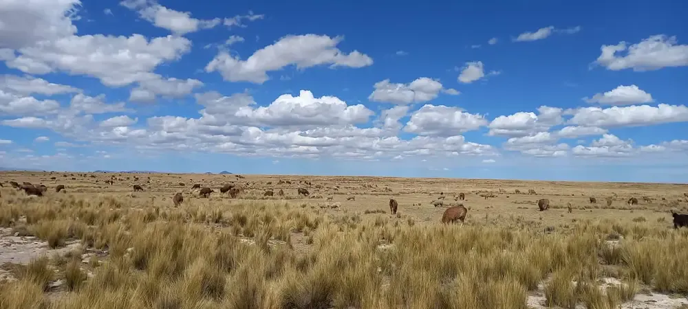 Foto 1 de Propiedad agrícola y ganadera de 412 hectáreas con acceso a salar en Viacha