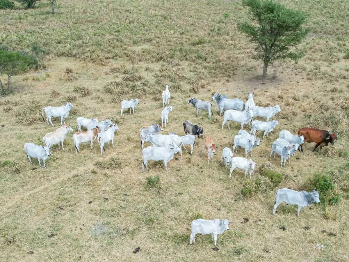 Foto 2 de En Venta Propiedad Agrícola-Ganadera en Okinawa 3