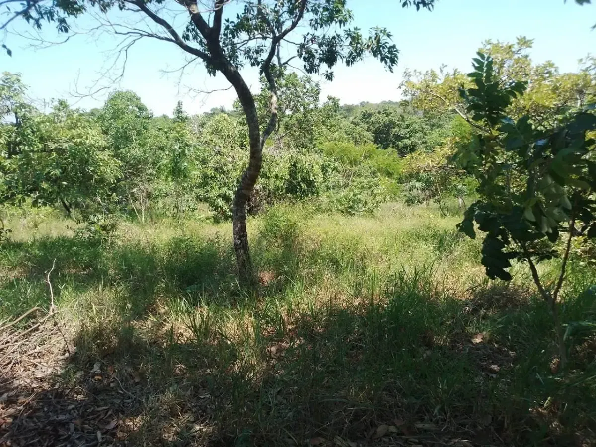 Foto 2 de Propiedad Agricola- Buena Vista 29.63 Hectareas Tituladas