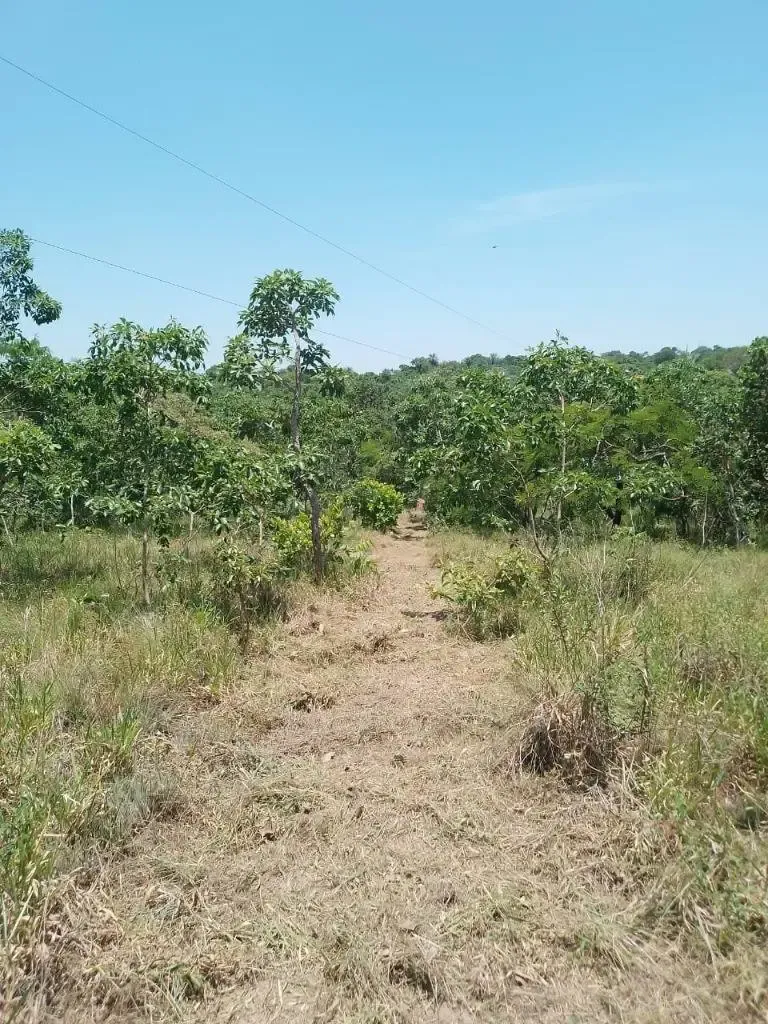 Foto 4 de Propiedad Agricola- Buena Vista 29.63 Hectareas Tituladas