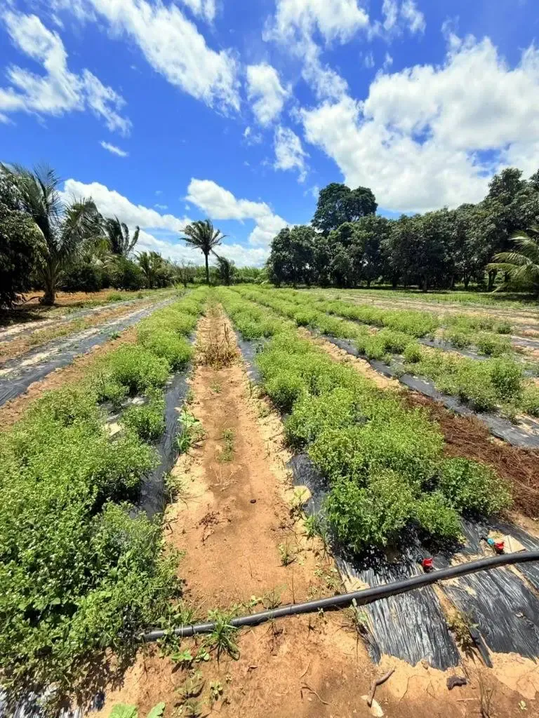 Foto 1 de Quinta en Venta – Mineros