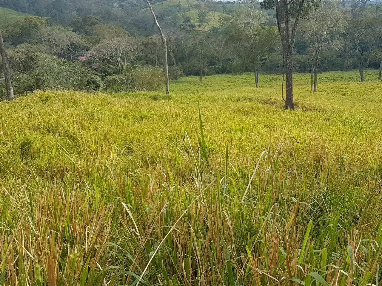 Foto 4 de Propiedad Tamarindo