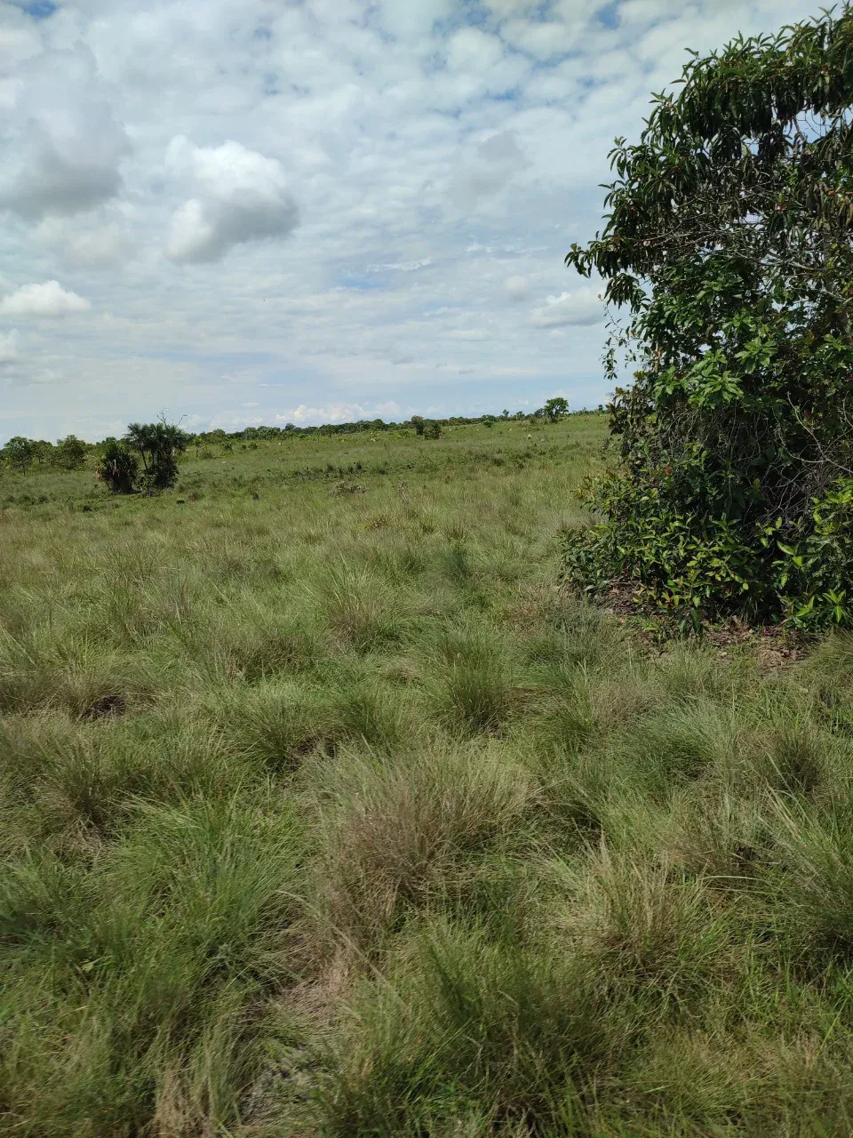 Foto 2 de En Venta 4.105 Hectáreas Sobre Carretera Zona Agrícola Guayaramerín, Beni
