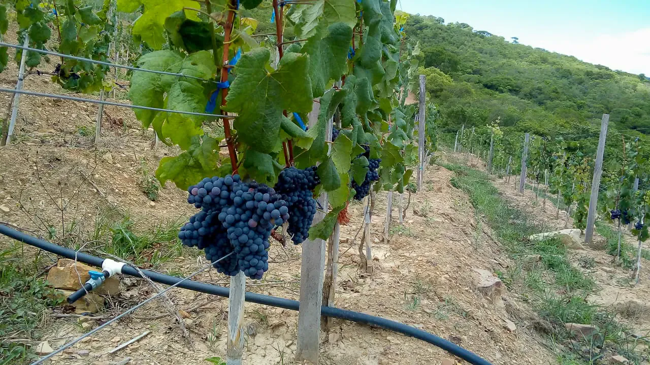 Foto 2 de Viñedo en Venta - Samaipata