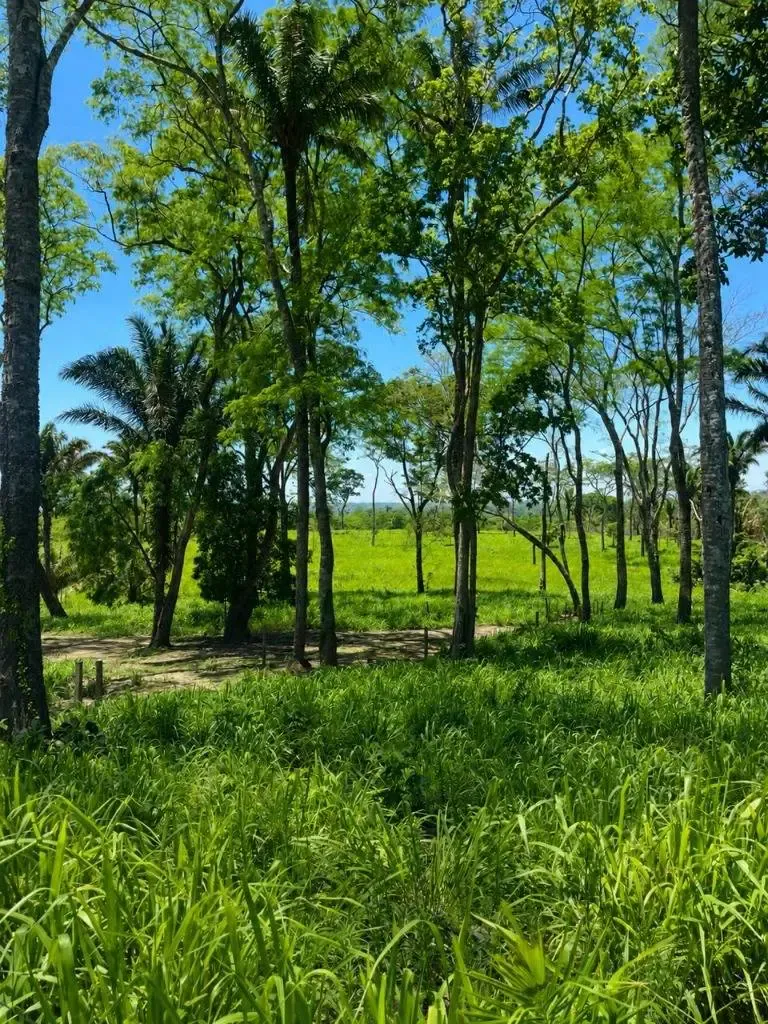 Foto 1 de Propiedad Agricola en Venta