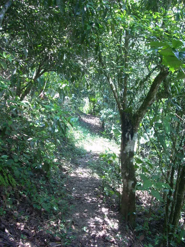 Foto 3 de coroico bonito terreno 3000 metros diferentes frutales, papaeles al dia