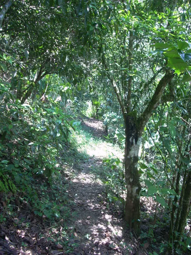 Foto 1 de coroico bonito terreno 3000 metros diferentes frutales, papaeles al dia