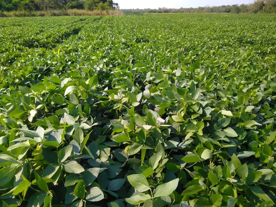 Foto 6 de Propiedad Agrícola y Ganadera en Venta – 390 Hectáreas | Zona Norte