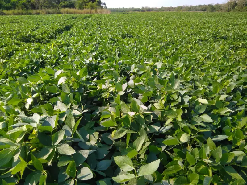 Foto 6 de Propiedad Agrícola y Ganadera en Venta – 390 Hectáreas | Zona Norte