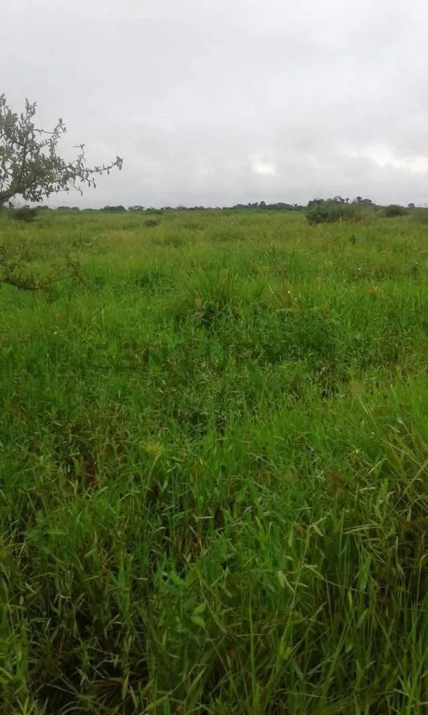 Foto 8 de Estancia Ganadera en Venta- Peru Rio Apere