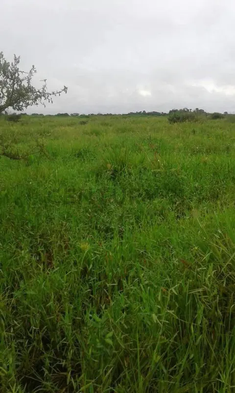 Foto 8 de Estancia Ganadera en Venta- Peru Rio Apere