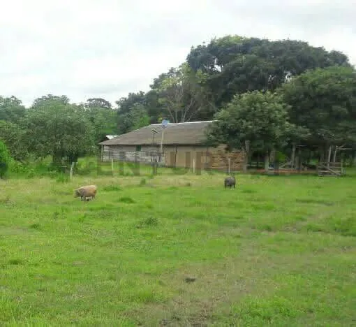 Foto 4 de Estancia Ganadera en Venta- Peru Rio Apere