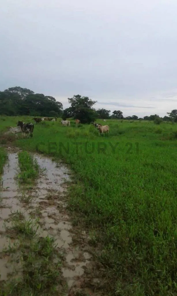Foto 9 de Estancia Ganadera en Venta- Peru Rio Apere