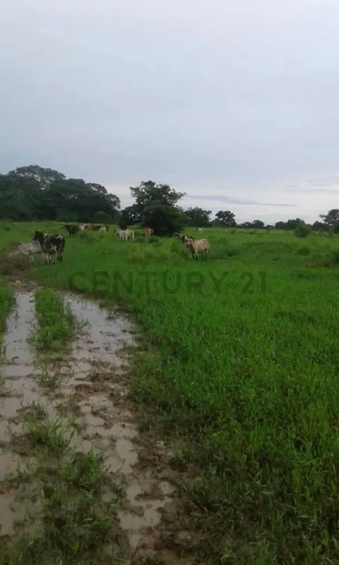 Foto 9 de Estancia Ganadera en Venta- Peru Rio Apere