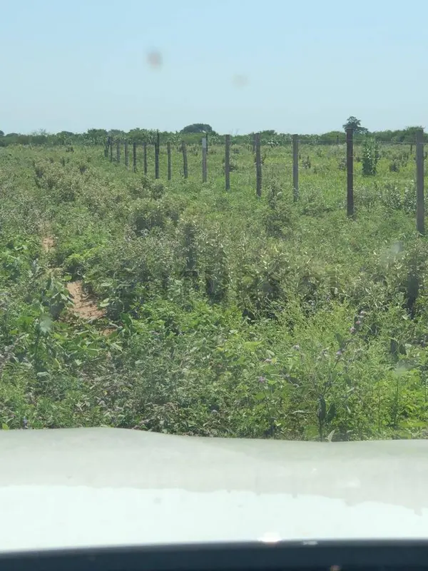 Foto 6 de Terrenos en Venta – Zona El Palmar Urbanización Villa Milagros – Brecha 7