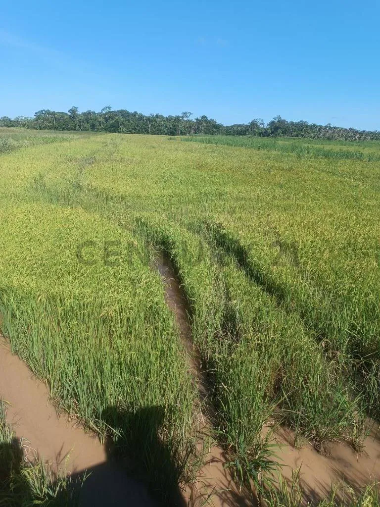 Foto 1 de En venta Propiedad Agropecuaria de 40 has, Provincia Sarah Santa Rosa del Sara.