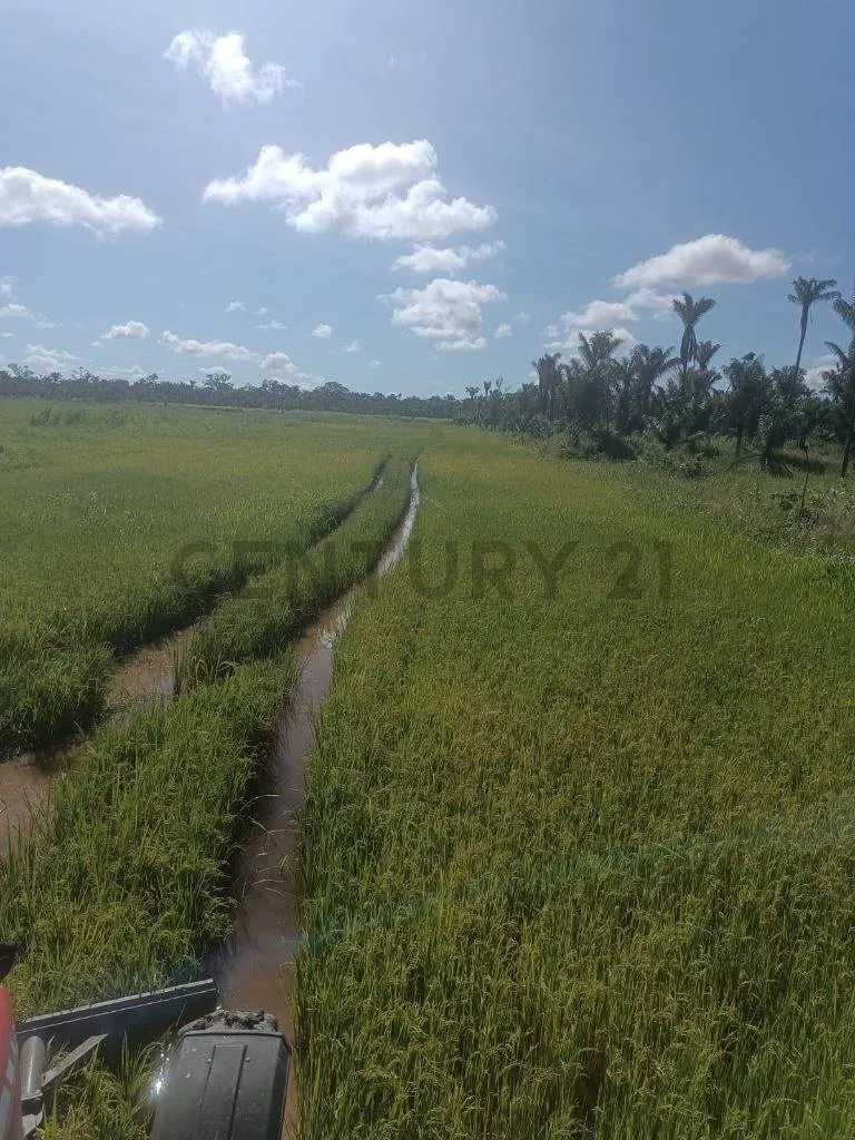 Foto 2 de En venta Propiedad Agropecuaria de 40 has, Provincia Sarah Santa Rosa del Sara.