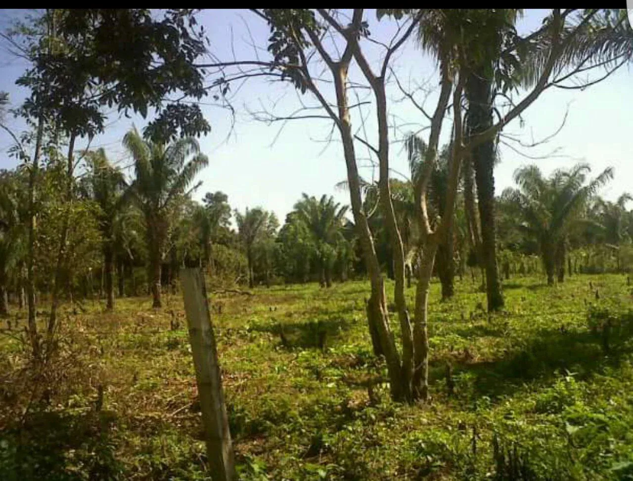 Foto 5 de Terreno en venta Buena Vista