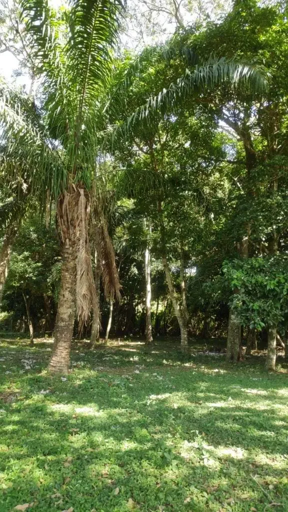 Foto 1 de Terreno en Venta Ubicado en el pueblo de Buena Vista