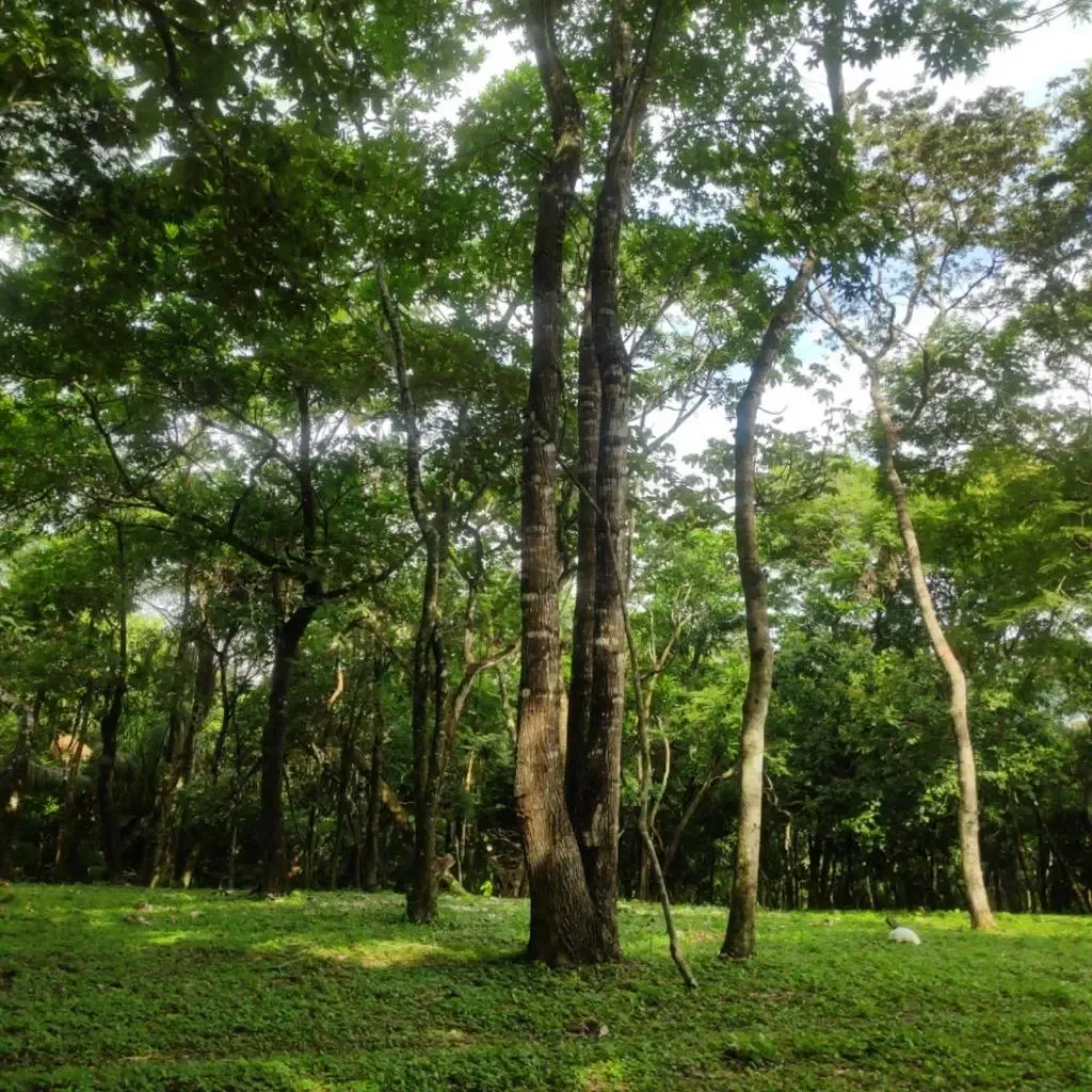 Foto 4 de Terreno en Venta Ubicado en el pueblo de Buena Vista