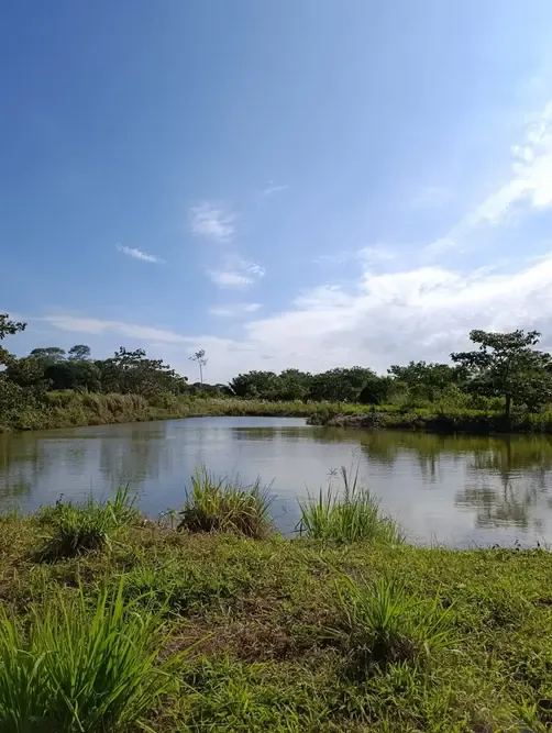 Foto 5 de 🌿 Propiedad Productiva en Venta – San Carlos, Santa Cruz 🌿