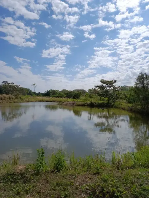 Foto 6 de 🌿 Propiedad Productiva en Venta – San Carlos, Santa Cruz 🌿