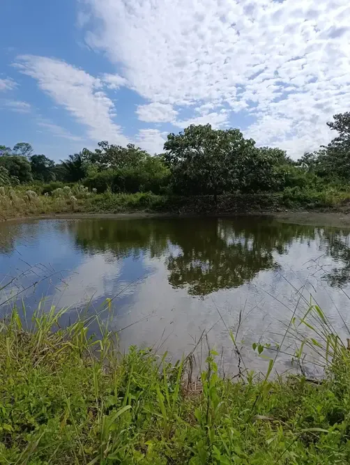 Foto 7 de 🌿 Propiedad Productiva en Venta – San Carlos, Santa Cruz 🌿