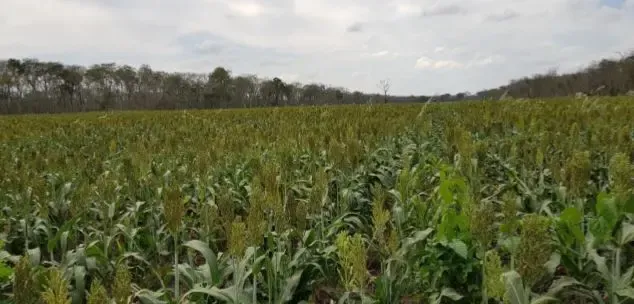Foto 5 de En Venta: 4.100 Hectáreas Ganadera - Agrícola En San José De Chiquitos
