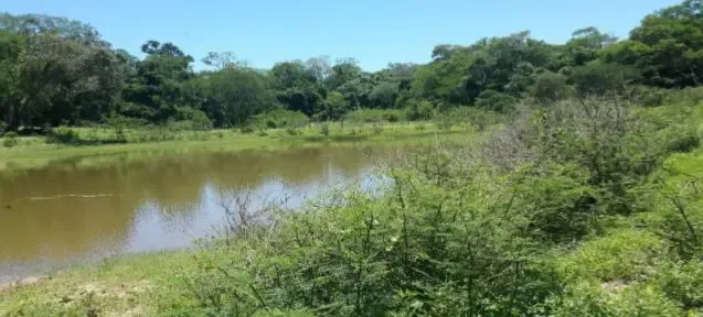 Foto 4 de En Venta: 4.100 Hectáreas Ganadera - Agrícola En San José De Chiquitos