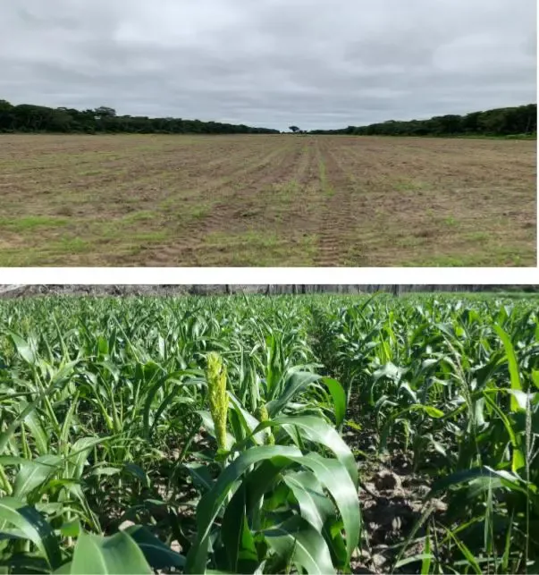 Foto 1 de En Venta: 4.100 Hectáreas Ganadera - Agrícola En San José De Chiquitos