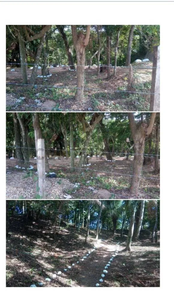 Foto 13 de Nicho en Cementerio Buena Vista - en Venta
