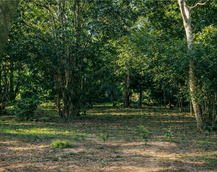 Foto 4 de *Bosques Sanssouci*