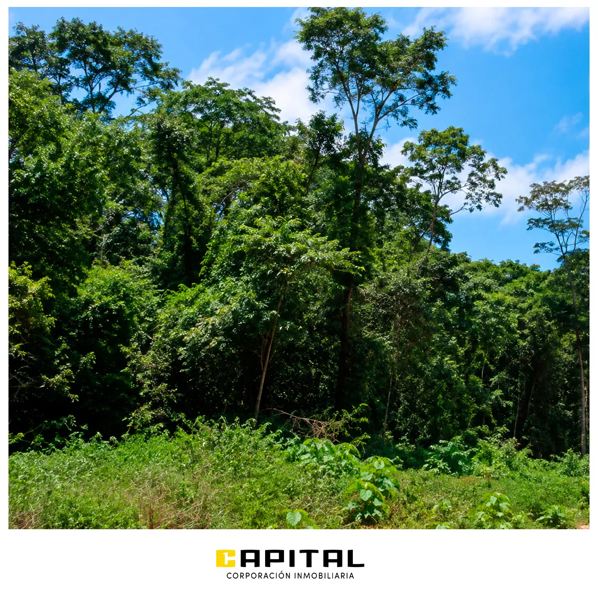 Foto 3 de Propiedad agricola-ganadera en venta en la Chiquitania