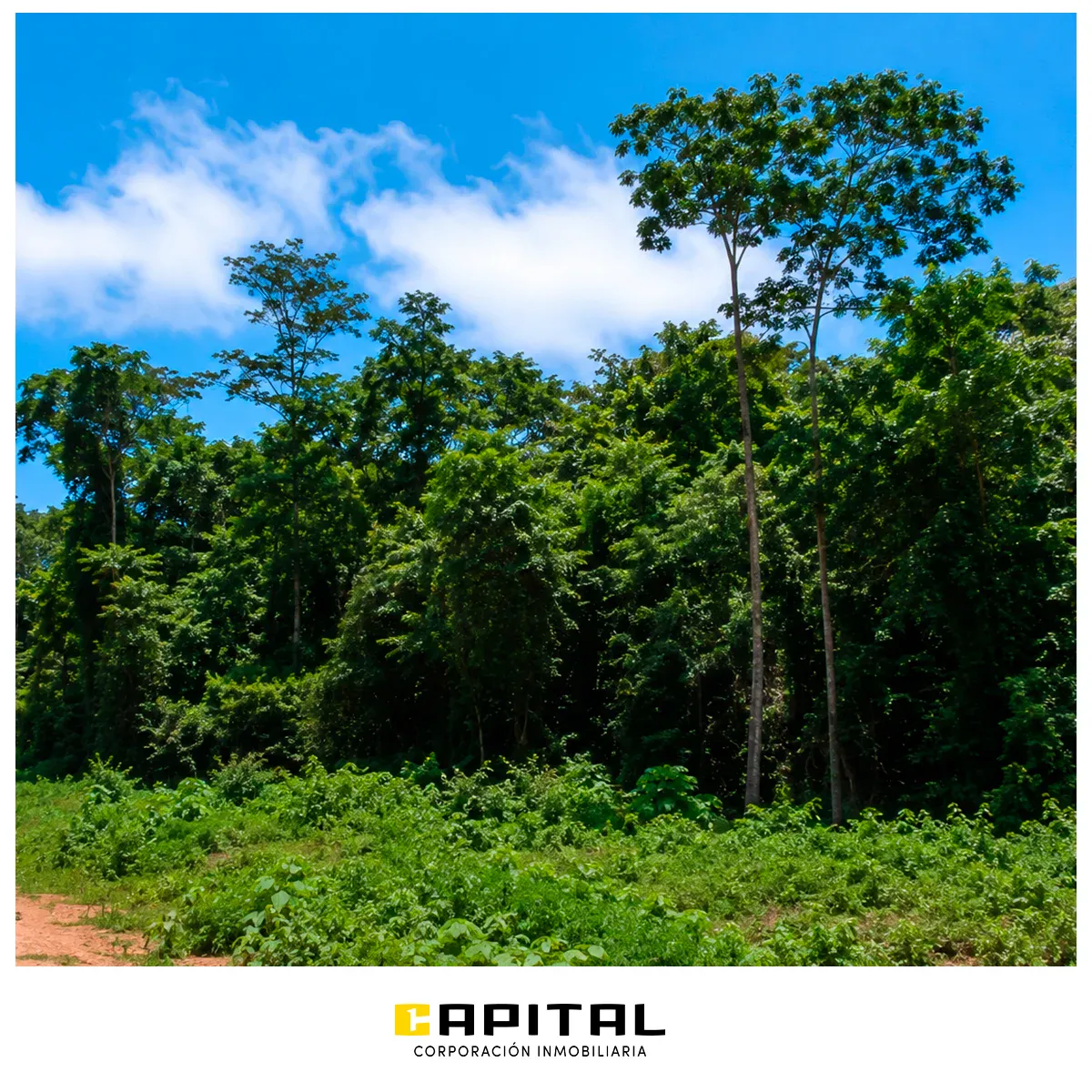 Foto 2 de Propiedad agricola-ganadera en venta en la Chiquitania