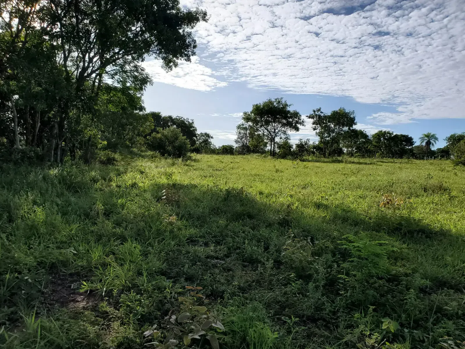Foto 2 de Propiedad Ganadera en Concepcion, en Venta $1100 Ha