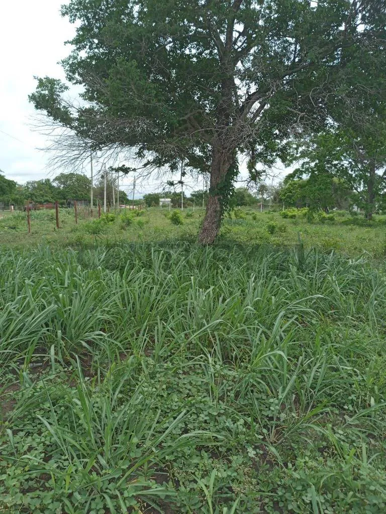 Foto 3 de Terreno en Venta - Puerto quijarro