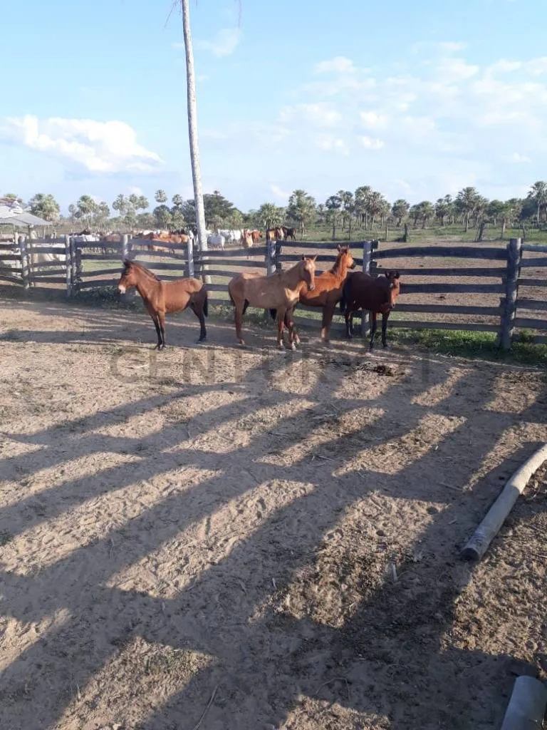 Foto 5 de Propiedad Ganadera en Venta en El Beni