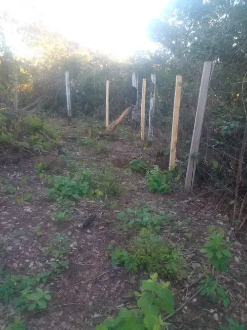 Foto 3 de Inversión Segura en Robore – Aguas Calientes