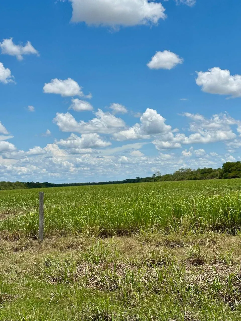 Foto 2 de En Venta: 13.720 Ganaderas Con Potencial Agrícola En Siv
