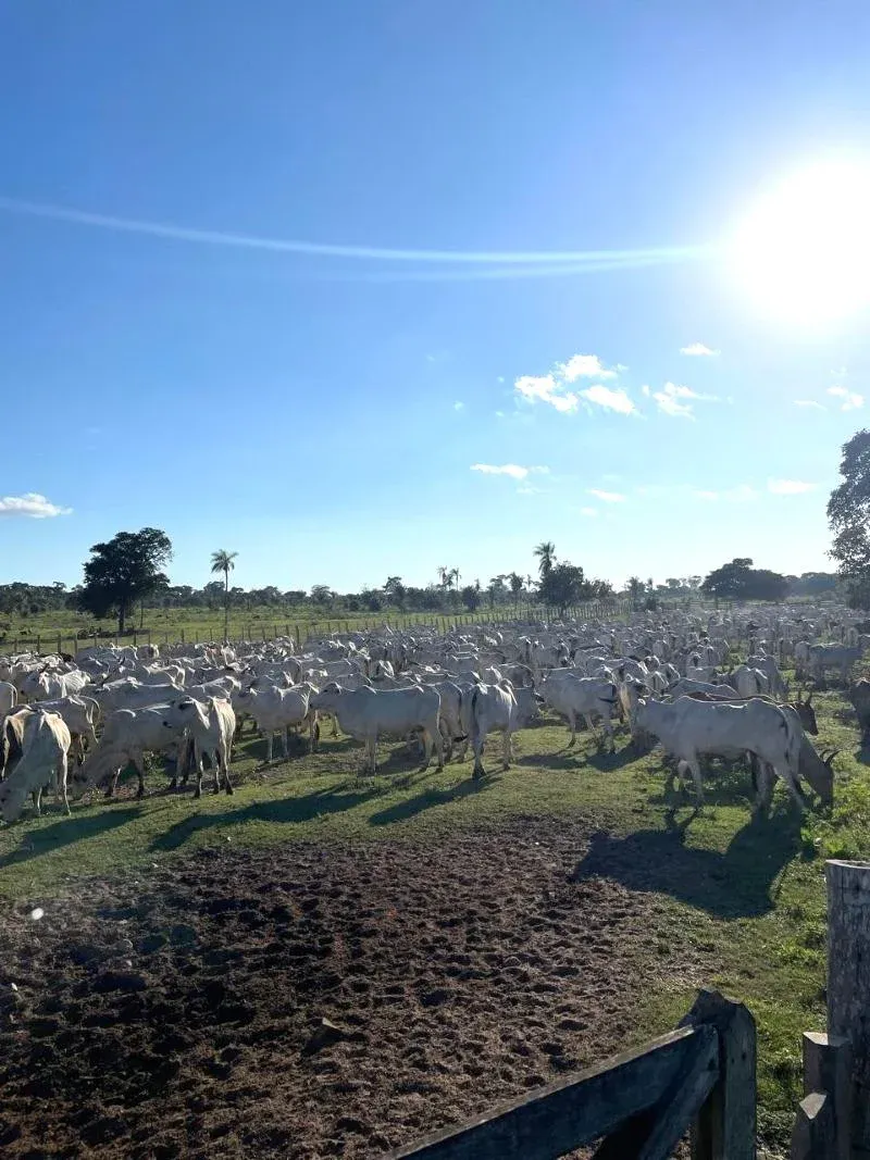 Foto 1 de En Venta: 13.720 Ganaderas Con Potencial Agrícola En Siv
