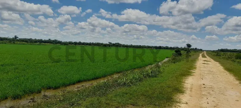 Foto 16 de Propiedad Agrícola ubicada entre el cerro y el punte de San Pablo
