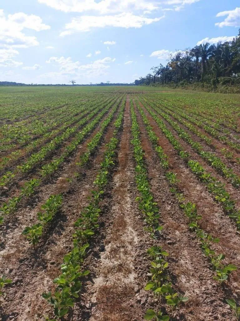 Foto 14 de Propiedad Agrícola ubicada entre el cerro y el punte de San Pablo
