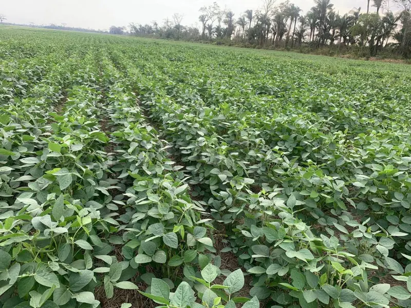 Foto 13 de Propiedad Agrícola ubicada entre el cerro y el punte de San Pablo