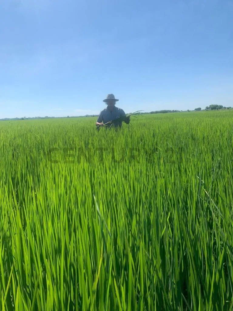 Foto 20 de Propiedad Agrícola ubicada entre el cerro y el punte de San Pablo