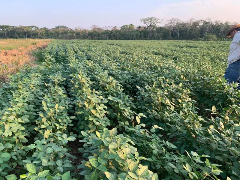 Foto 15 de Propiedad Agrícola ubicada entre el cerro y el punte de San Pablo