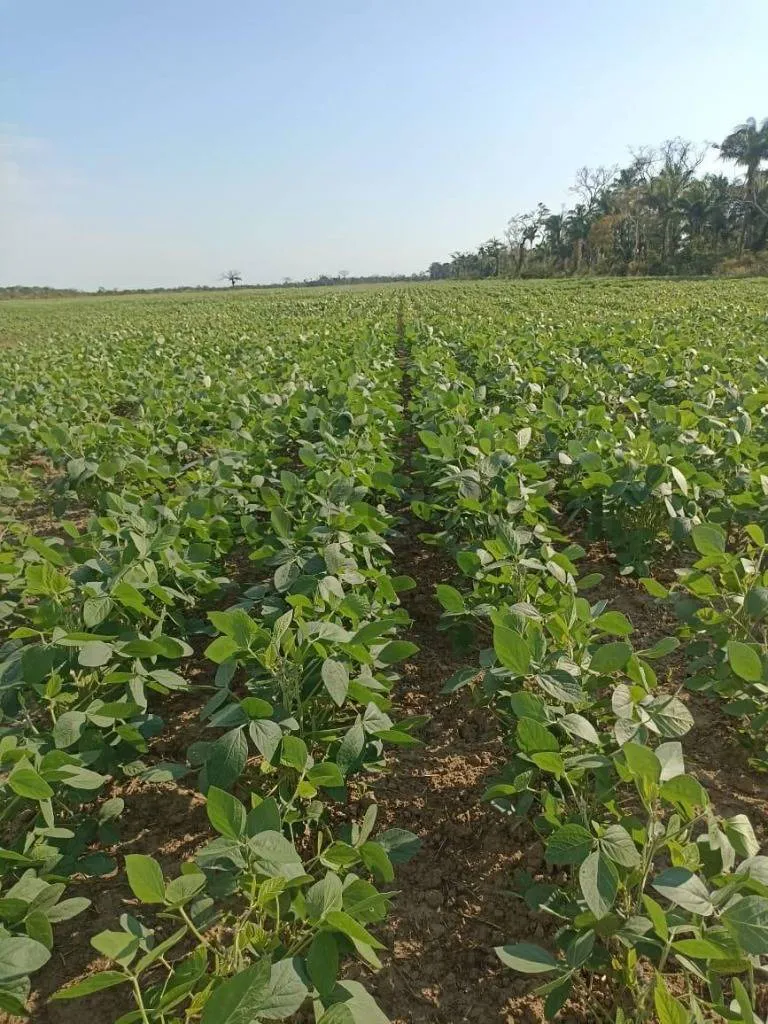 Foto 17 de Propiedad Agrícola ubicada entre el cerro y el punte de San Pablo