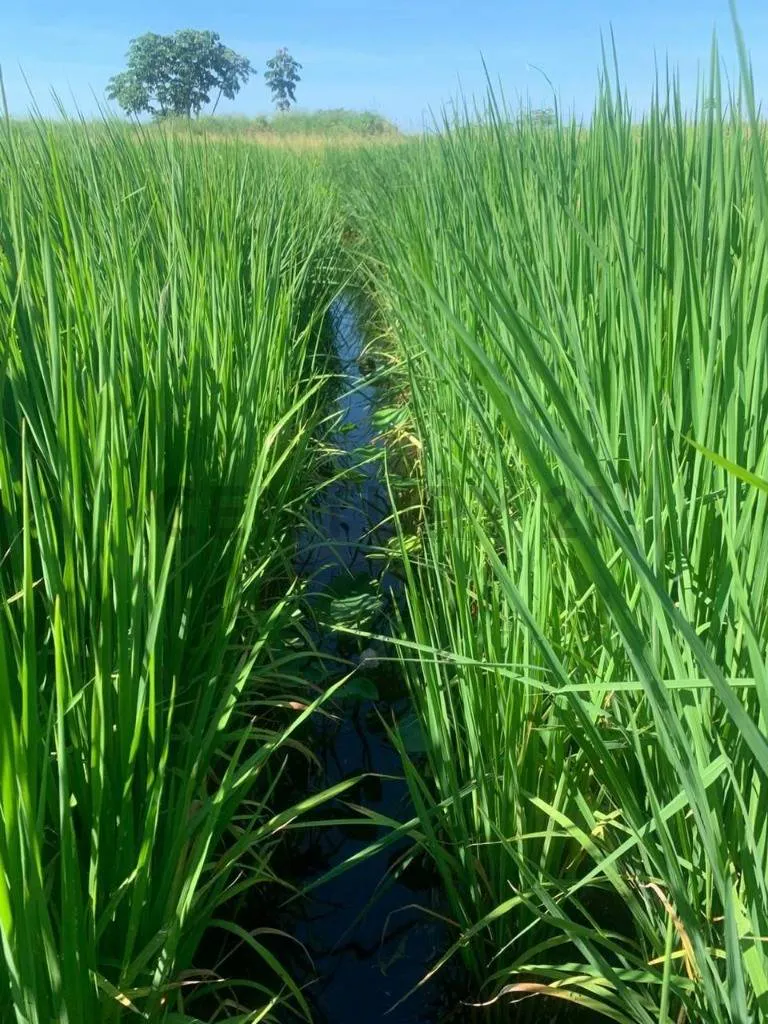 Foto 19 de Propiedad Agrícola ubicada entre el cerro y el punte de San Pablo